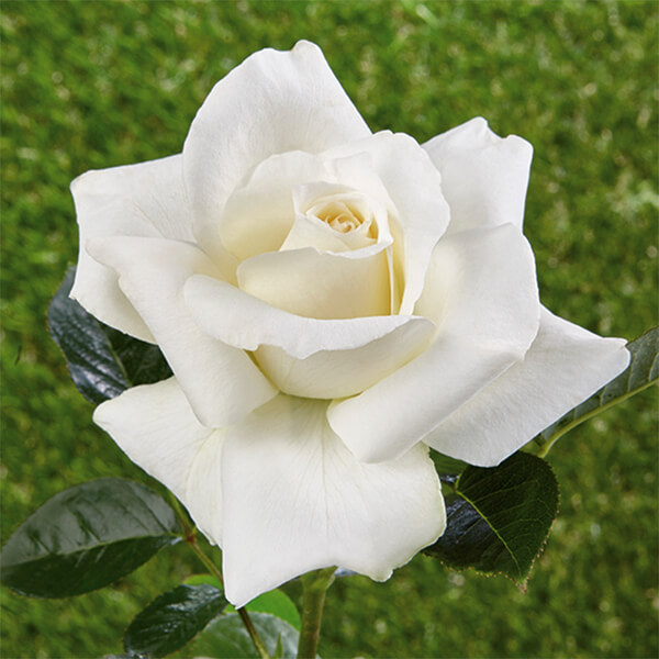 Historische Rose
